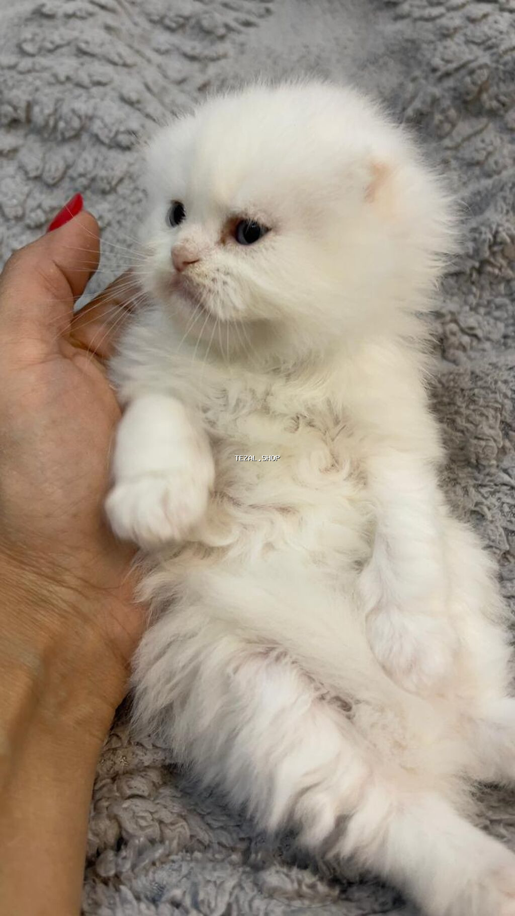 Şotland uzun tüklü - şəkil 4