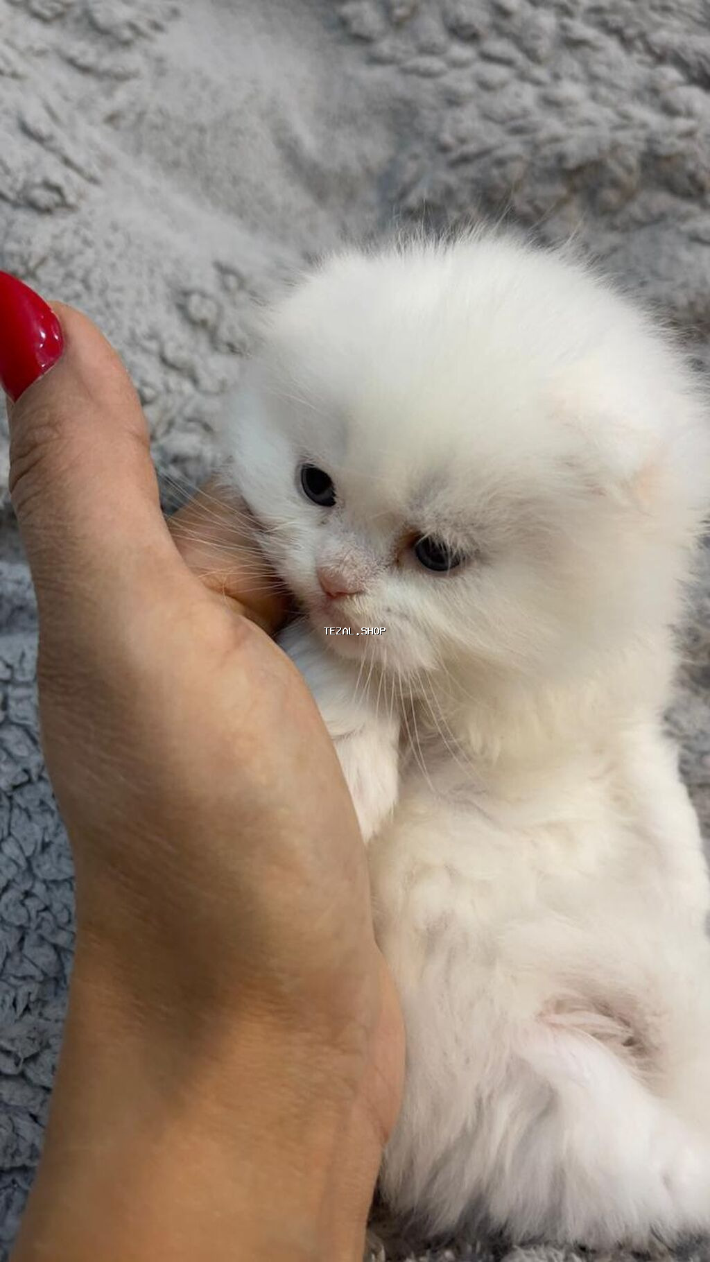 Şotland uzun tüklü - şəkil 5