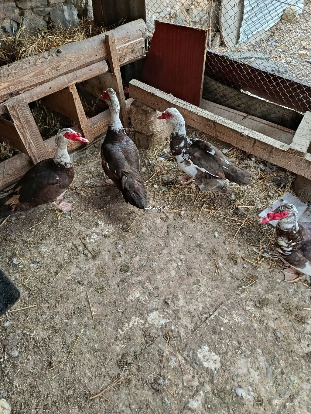 Erkək, | Lal ördək, Ətlik