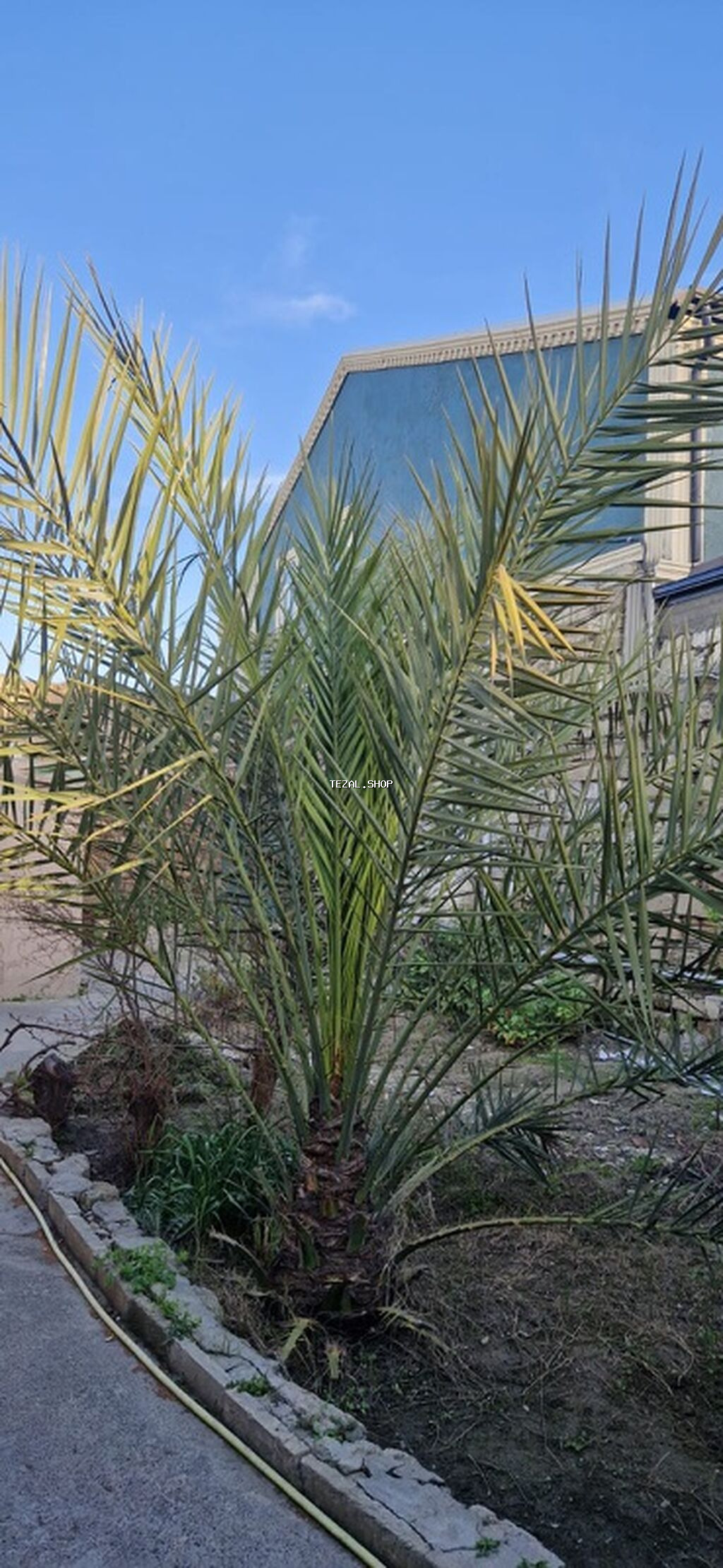 Xurmanın dekorativ palmisi – həyət və bağ üçün 12 ildi xurma tumunnan