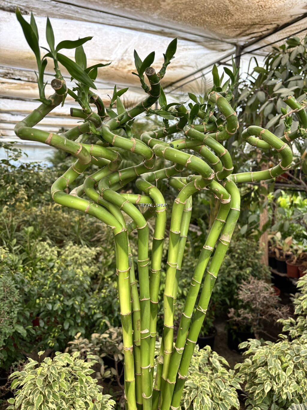 Bambuk (1ədəd) 10azn dəyərindədir.
Hündürlük 90sm