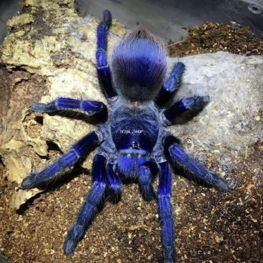 Pterinopelma sazimaii - Zəhəri insan üçün tehlukeli deyil, lakin