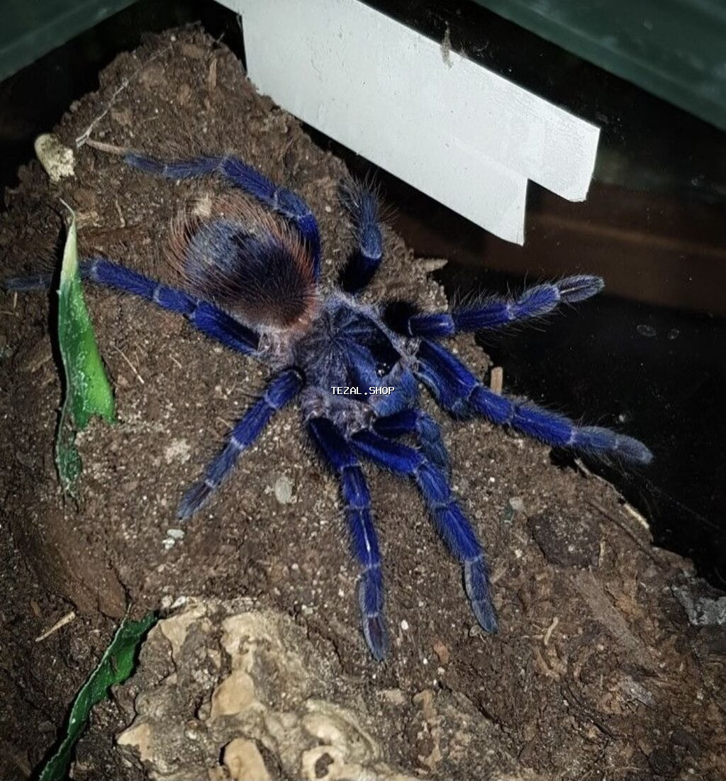 Pterinopelma sazimaii - Zəhəri insan üçün tehlukeli deyil, lakin - şəkil 2