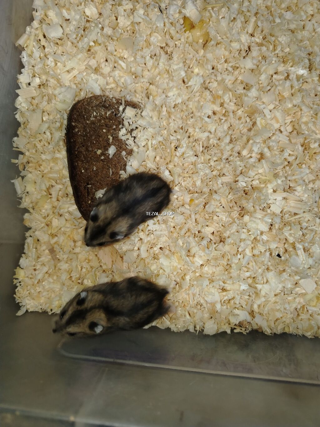 1 aylıq cunqarikler 1 ededin qiymeti 3 azn dir Qara və boz rənglər - şəkil 2