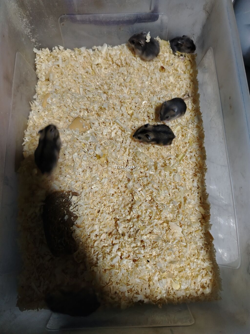 1 aylıq cunqarikler 1 ededin qiymeti 3 azn dir Qara və boz rənglər - şəkil 4