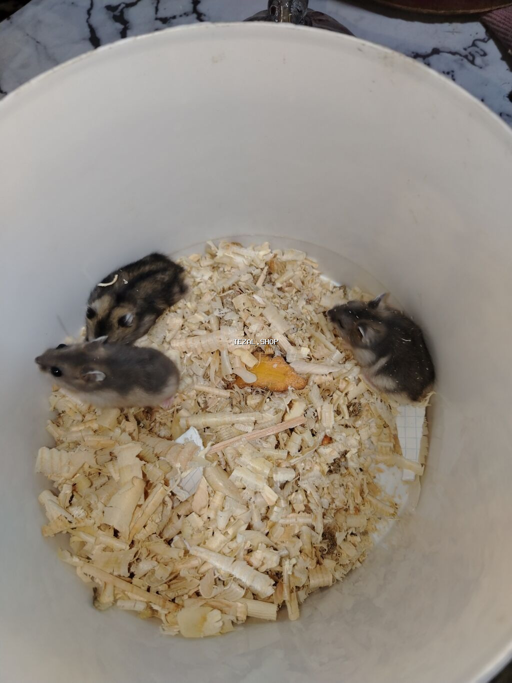 1 aylıq cunqarikler 1 ededin qiymeti 3 azn dir Qara və boz rənglər - şəkil 5