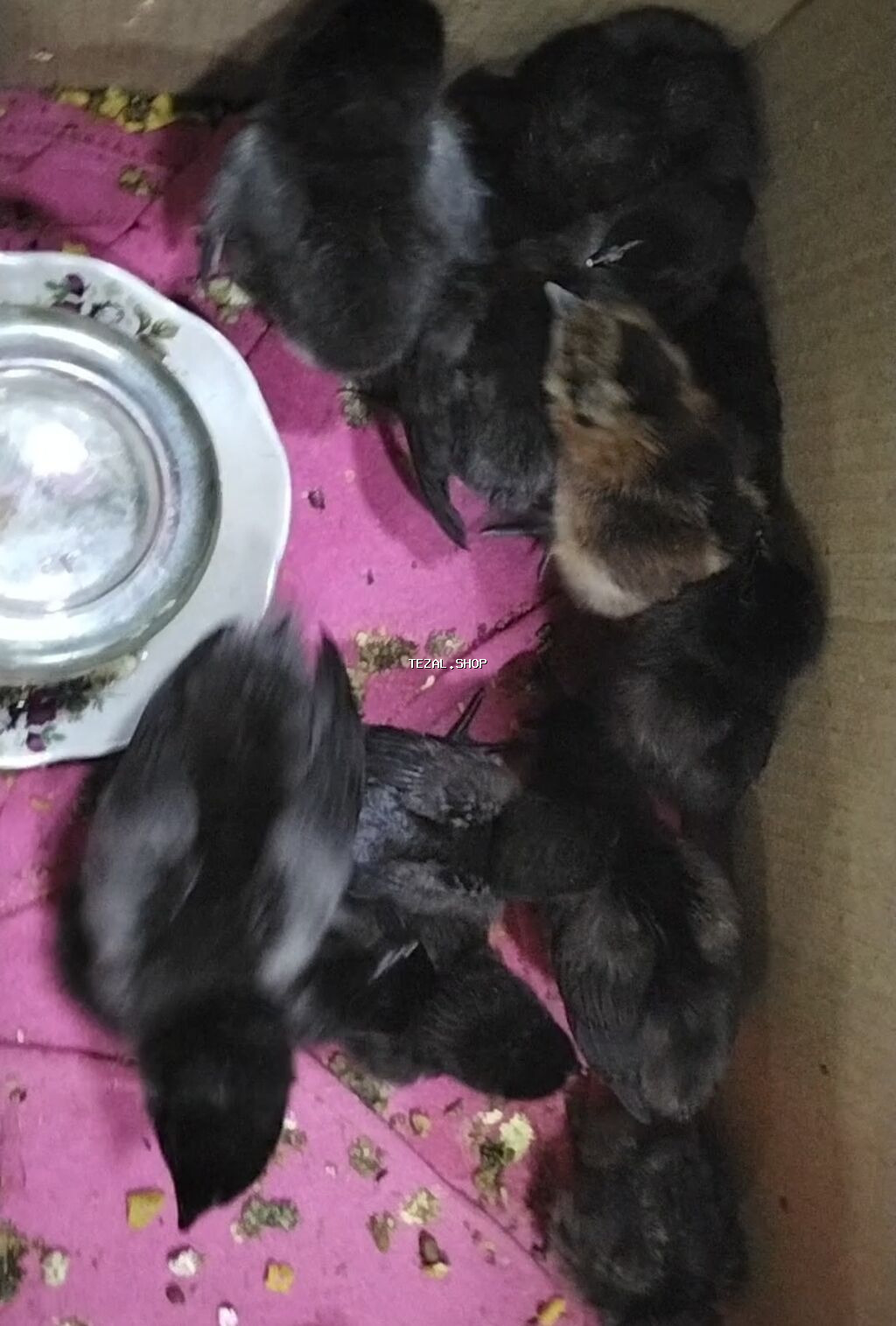 Toyuq cücələri, Ətlik