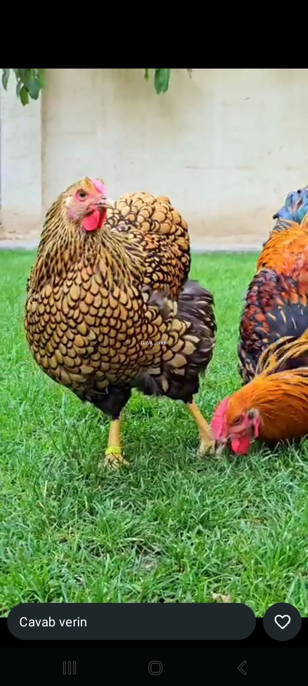 Toyuq cücələri, Ətlik - şəkil 3