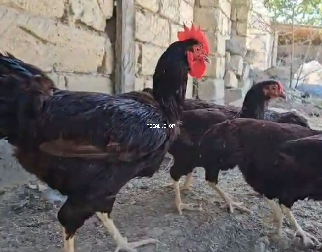 Toyuq cücələri, Ətlik - şəkil 4