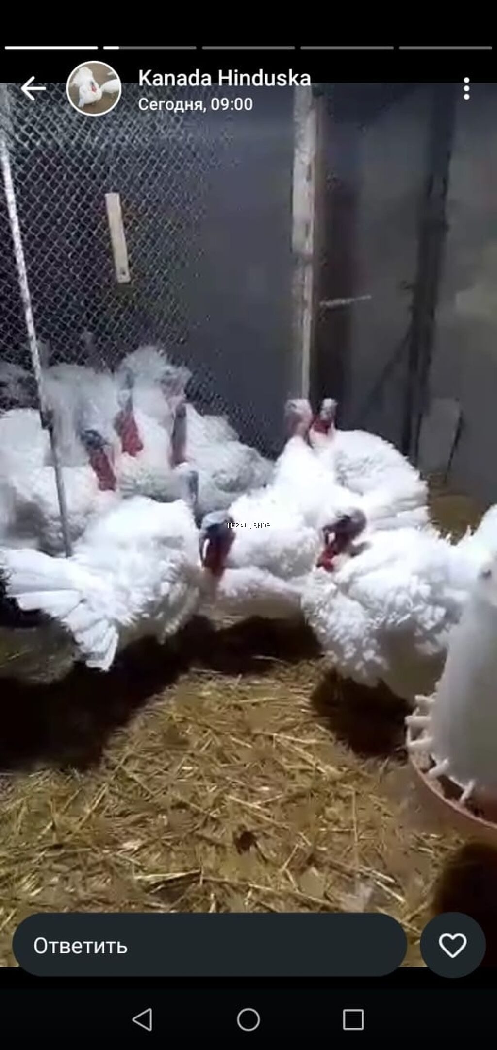 Toyuq cücələri, Ətlik - şəkil 5