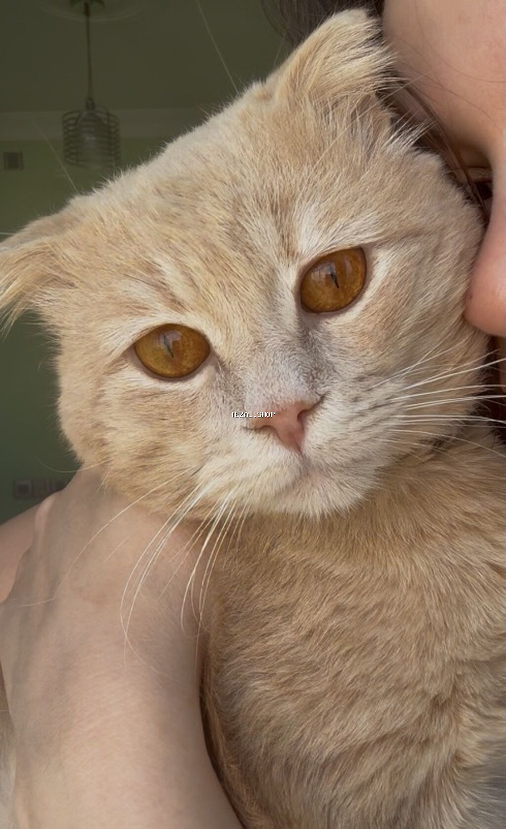 Şotland, Erkək, Yaxşı əllərə, Ünvandan götürmə