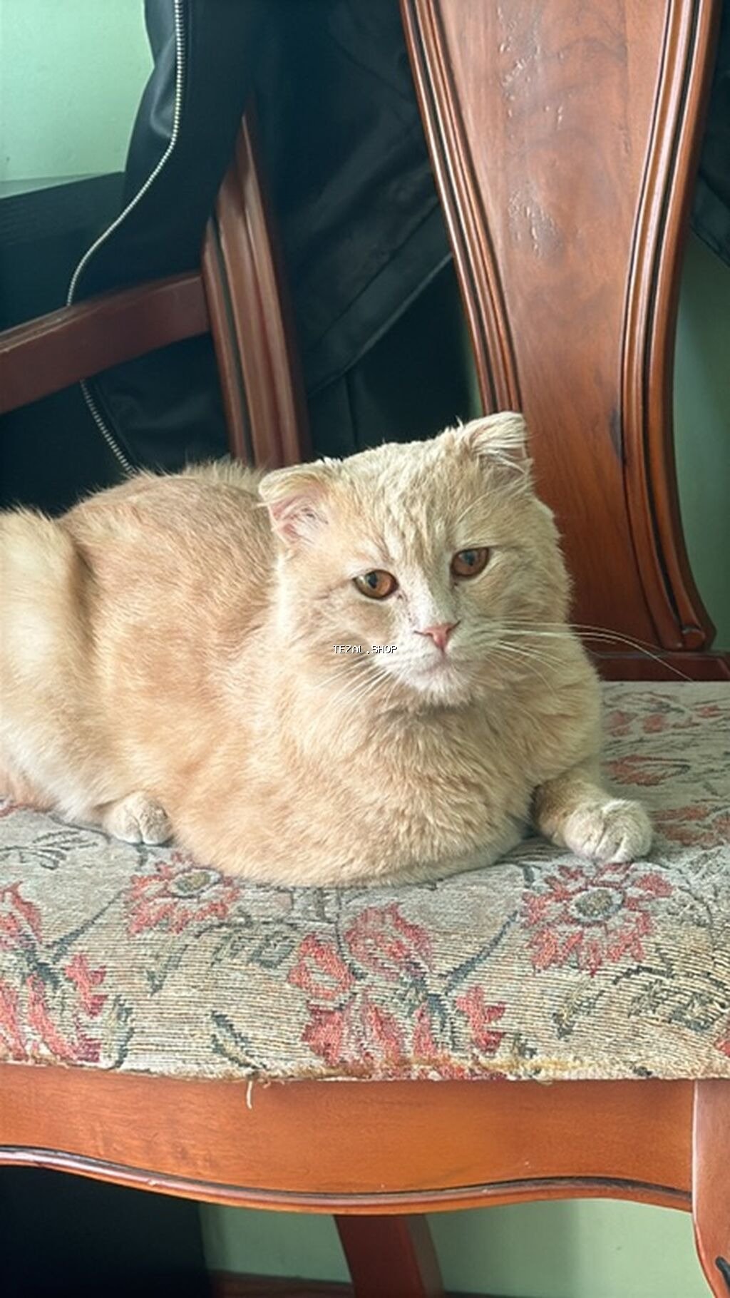 Şotland, Erkək, Yaxşı əllərə, Ünvandan götürmə - şəkil 3