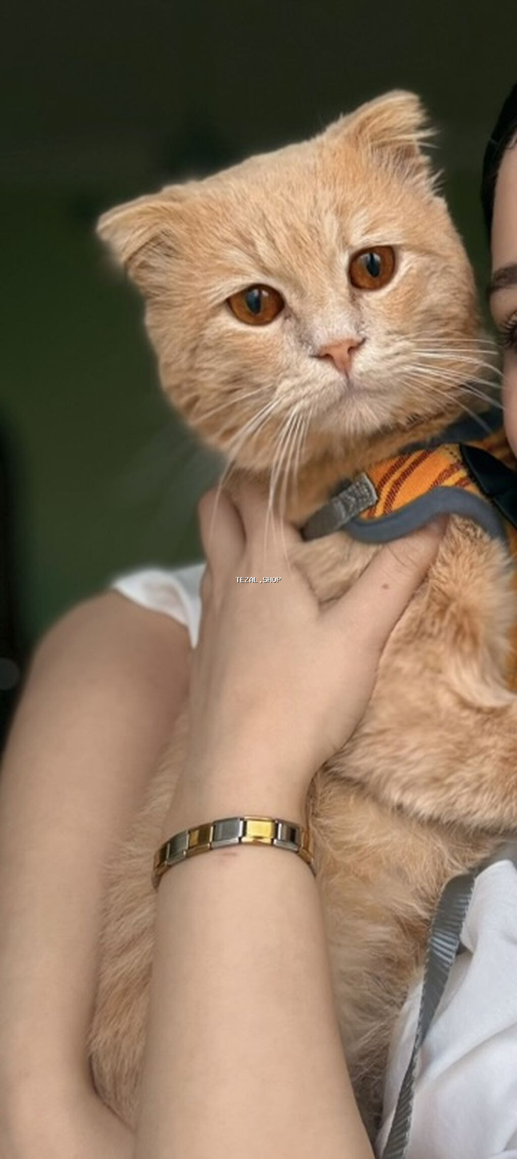 Şotland, Erkək, Yaxşı əllərə, Ünvandan götürmə - şəkil 4