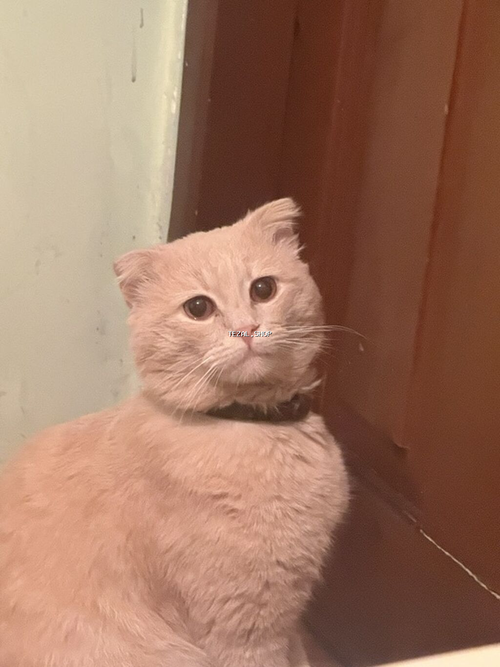 Şotland, Erkək, Yaxşı əllərə, Ünvandan götürmə - şəkil 5