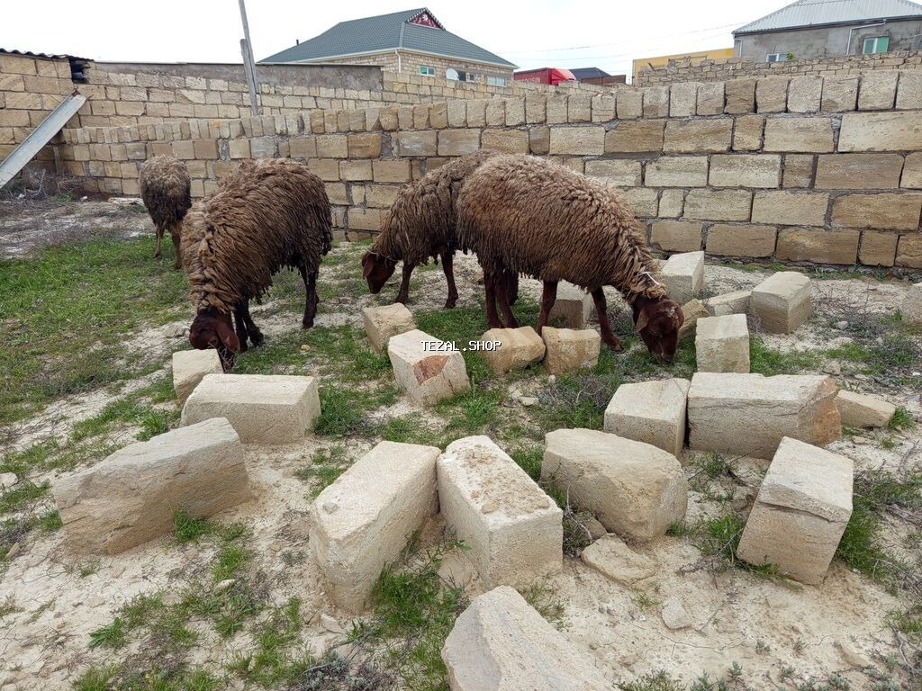 Heyvanlar təcili satılır vatsap AKTİVDİ