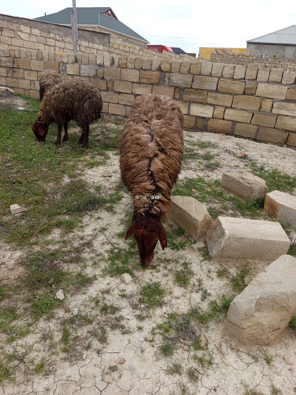 Heyvanlar təcili satılır vatsap AKTİVDİ - şəkil 2