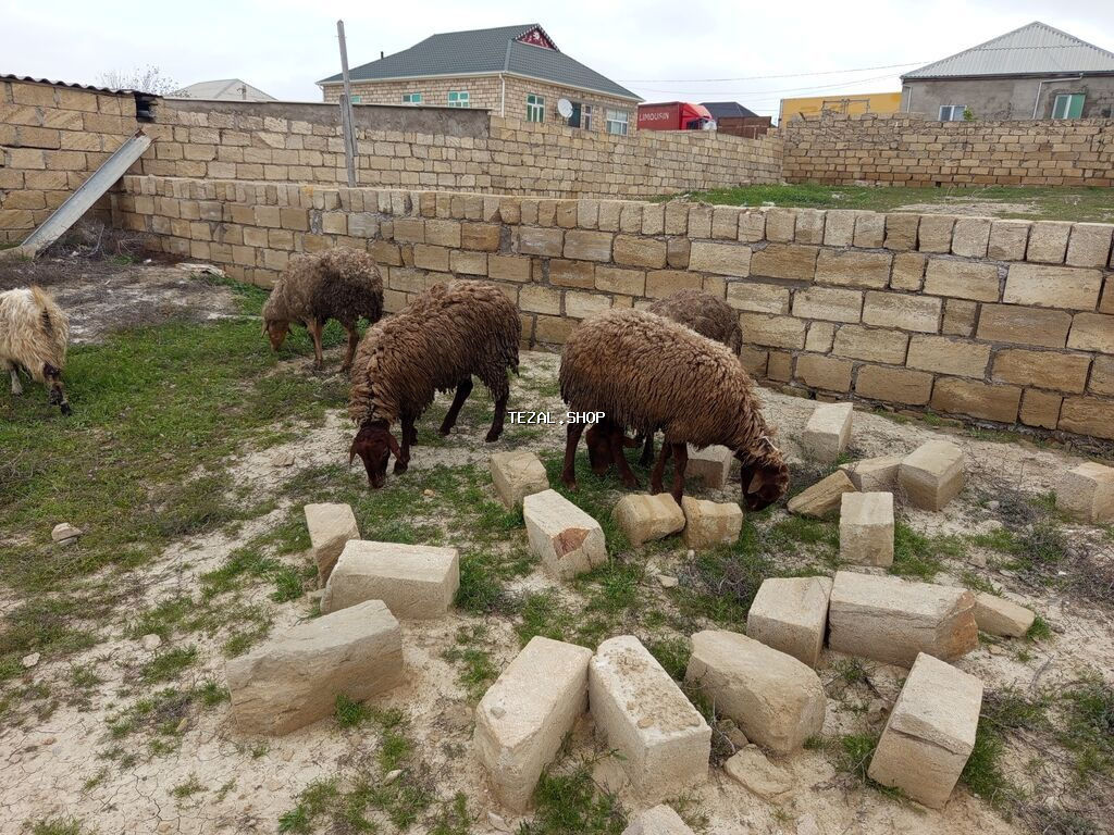 Heyvanlar təcili satılır vatsap AKTİVDİ - şəkil 3