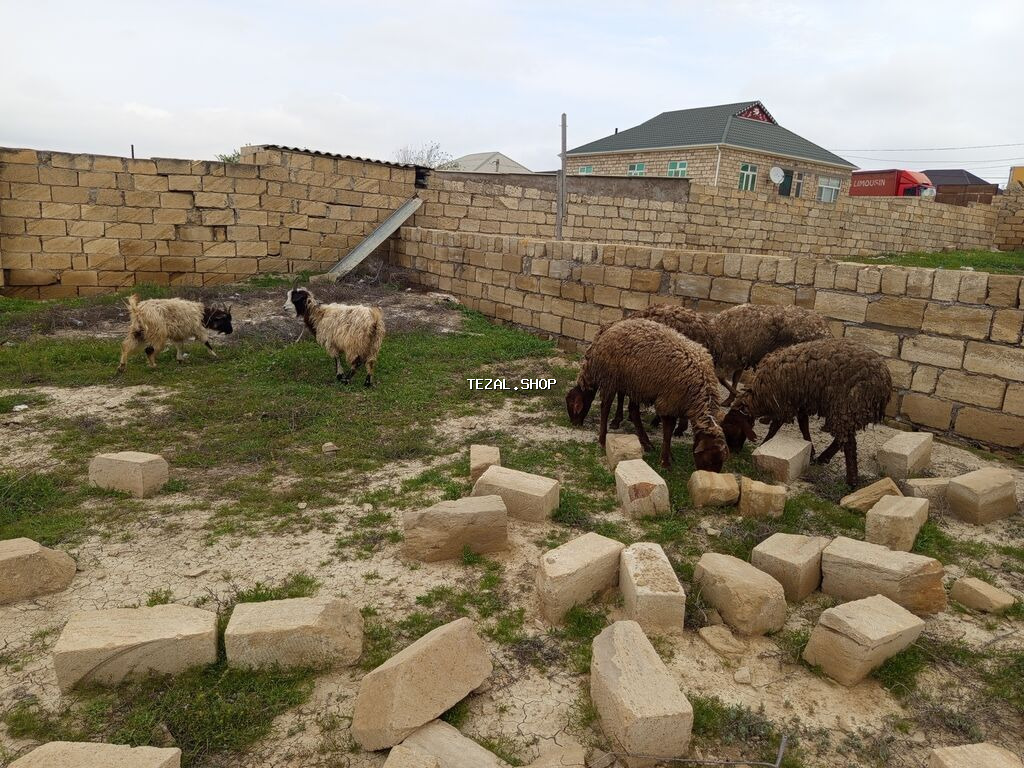 Heyvanlar təcili satılır vatsap AKTİVDİ - şəkil 4