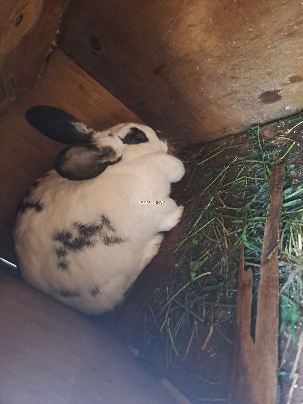 Boğaz dovşanlar. qara olan erkəkdir. barter mümkündür. zəng