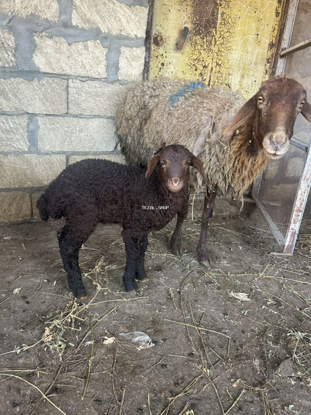 Ana bala satilir qirmizi heyvandi kom alana endirim olunacaq