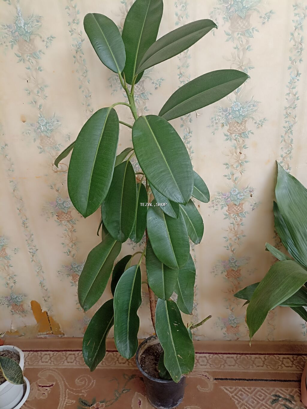 Фикус 0,96 sm qabdan bir yerdə 37 m. Hər yerdə fikus 50-80 manatı 1