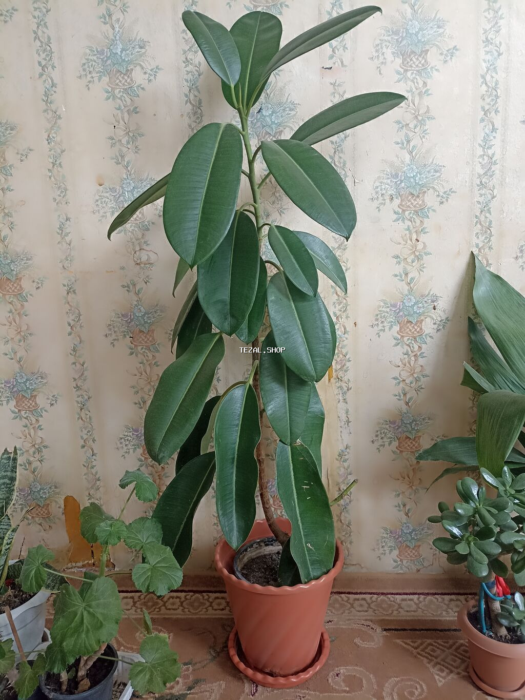 Фикус 0,96 sm qabdan bir yerdə 37 m. Hər yerdə fikus 50-80 manatı 1 - şəkil 2