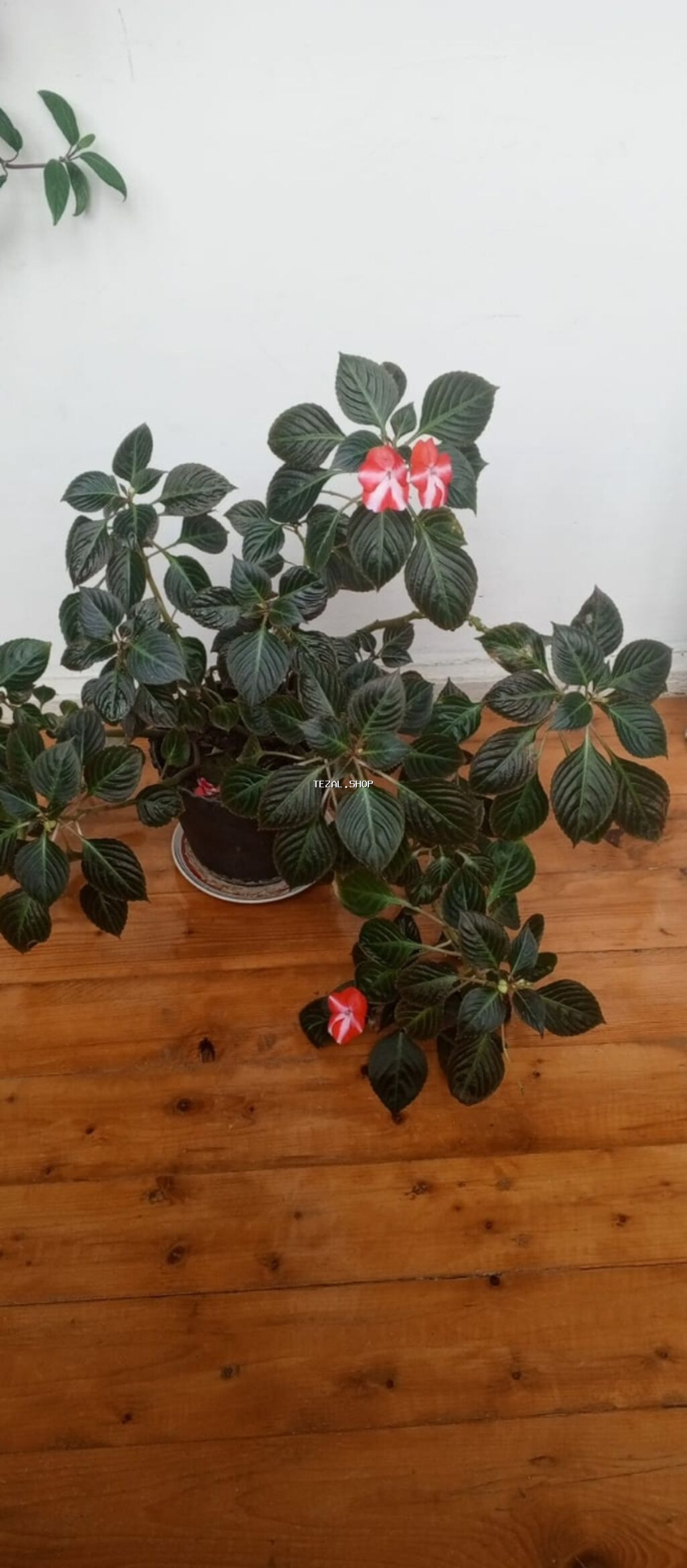 İçməkan bəzəyi üçün dekorativ saksı gülü – Impatiens (balsamin) növü