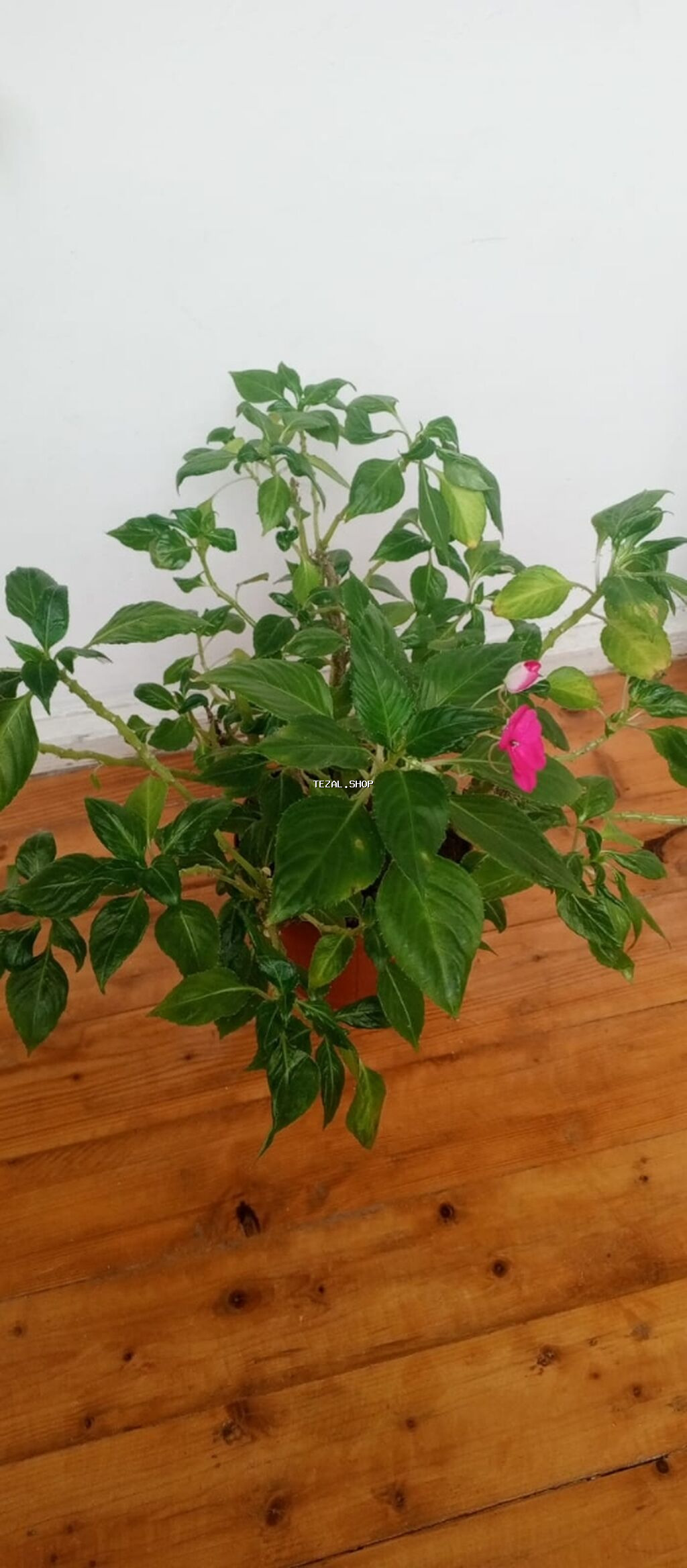 Impatiens (Balsamin) saksı gülü - Növ: Impatiens walleriana tipli