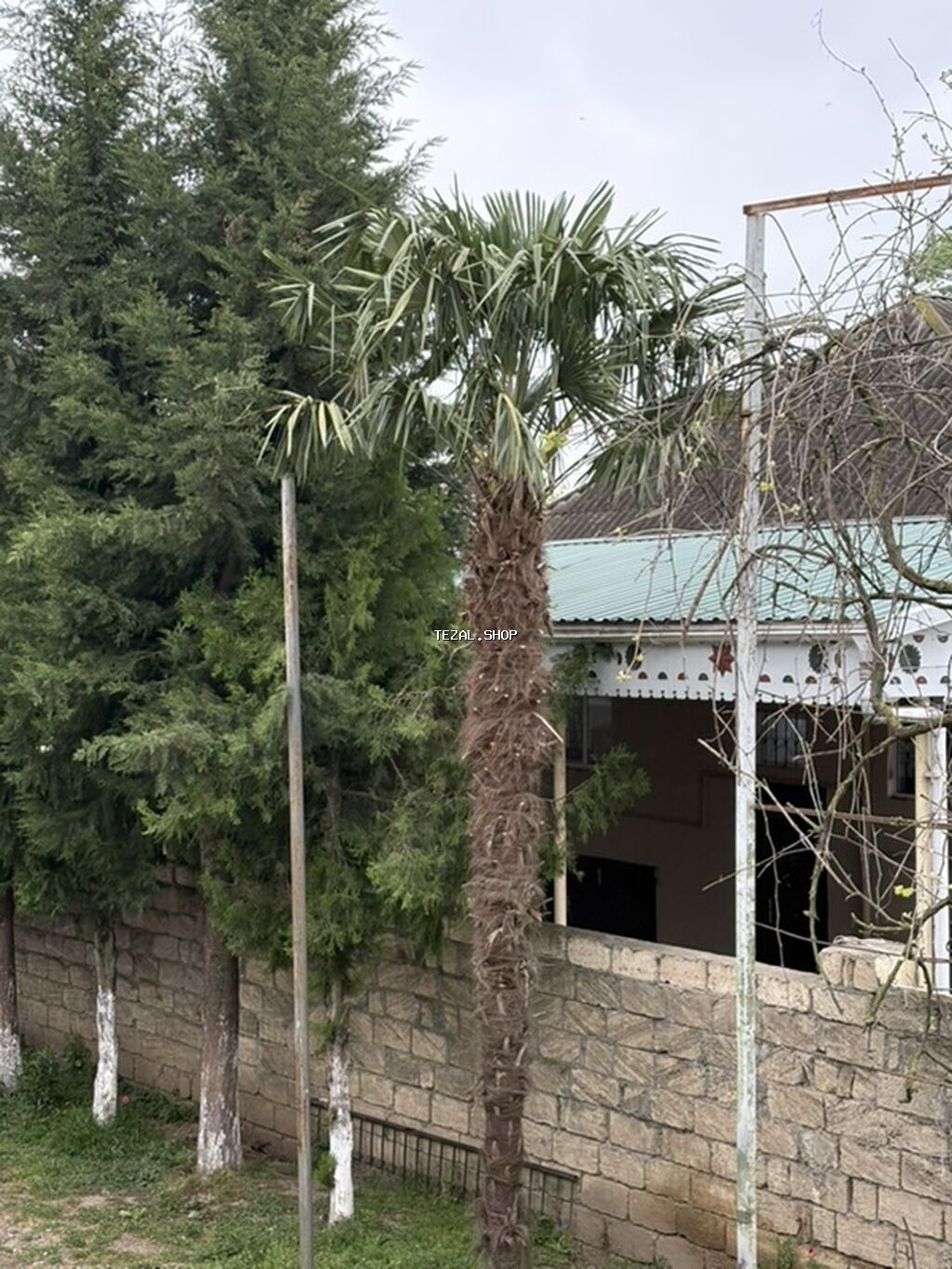 Dekorativ palma ağacı Qiymət razılaşma yolu ilə - Növ: Vint palmı