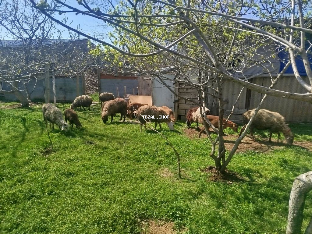 Salam balali qoyunlardi 1-2 qarına qiymət 480-540 arasıdır heyvanlar
