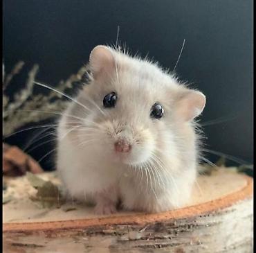 🐹 Hər növ xamyaklar və aksesuarlar satışda! 🐭 ✨ Bizdə cunqariklər - şəkil 3