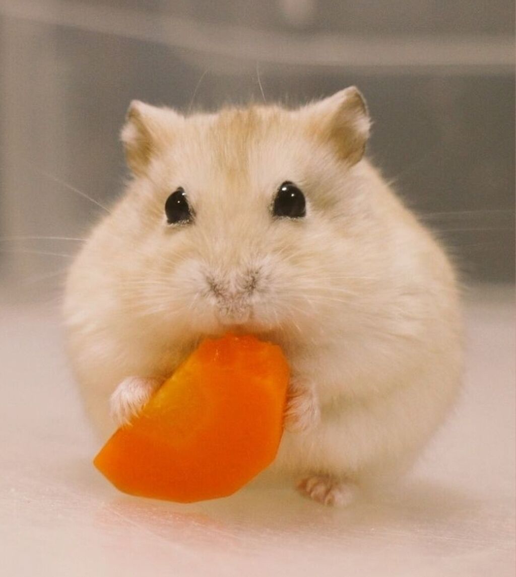 🐹 Hər növ xamyaklar və aksesuarlar satışda! 🐭 ✨ Bizdə cunqariklər