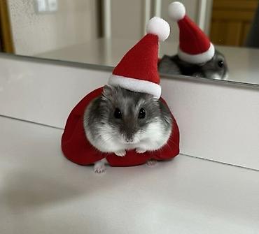 🐹 Hər növ xamyaklar və aksesuarlar satışda! 🐭 ✨ Bizdə cunqariklər - şəkil 5