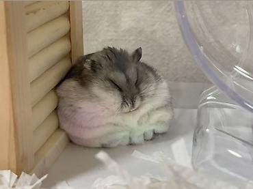 🐹 Hər növ xamyaklar və aksesuarlar satışda! 🐭 ✨ Bizdə cunqariklər - şəkil 2