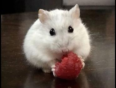 🐹 Hər növ xamyaklar və aksesuarlar satışda! 🐭 ✨ Bizdə cunqariklər - şəkil 4