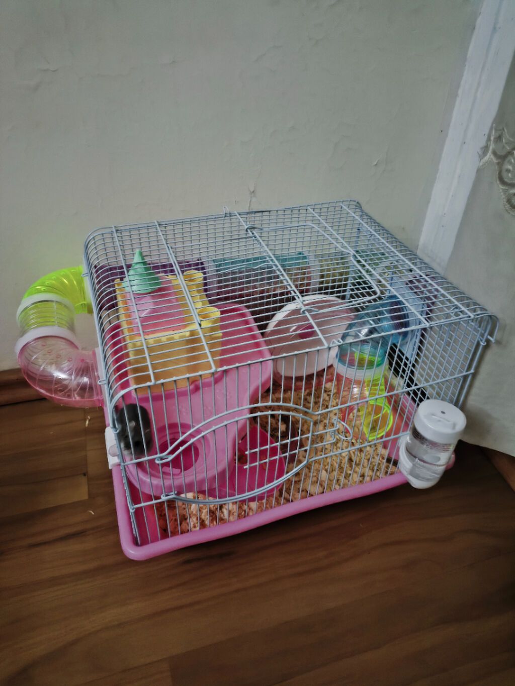 TAM KOMPLEKT! Hamsterlər + Tunelli Ev + Hədiyyə Oyuncaq və Yemlər