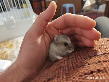 Cırtdan xomyak (cücə hamster) – boz-gümüşü rəng, qara parlaq gözlər - şəkil 4