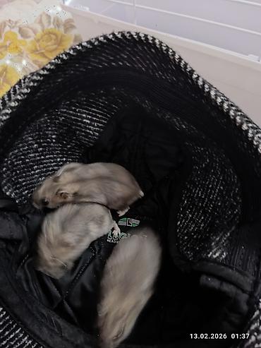 Cırtdan xomyak (cücə hamster) – boz-gümüşü rəng, qara parlaq gözlər - şəkil 5