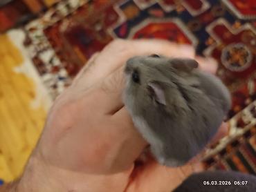 Cırtdan xomyak (cücə hamster) – boz-gümüşü rəng, qara parlaq gözlər - şəkil 3