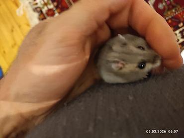 Cırtdan xomyak (cücə hamster) – boz-gümüşü rəng, qara parlaq gözlər - şəkil 2