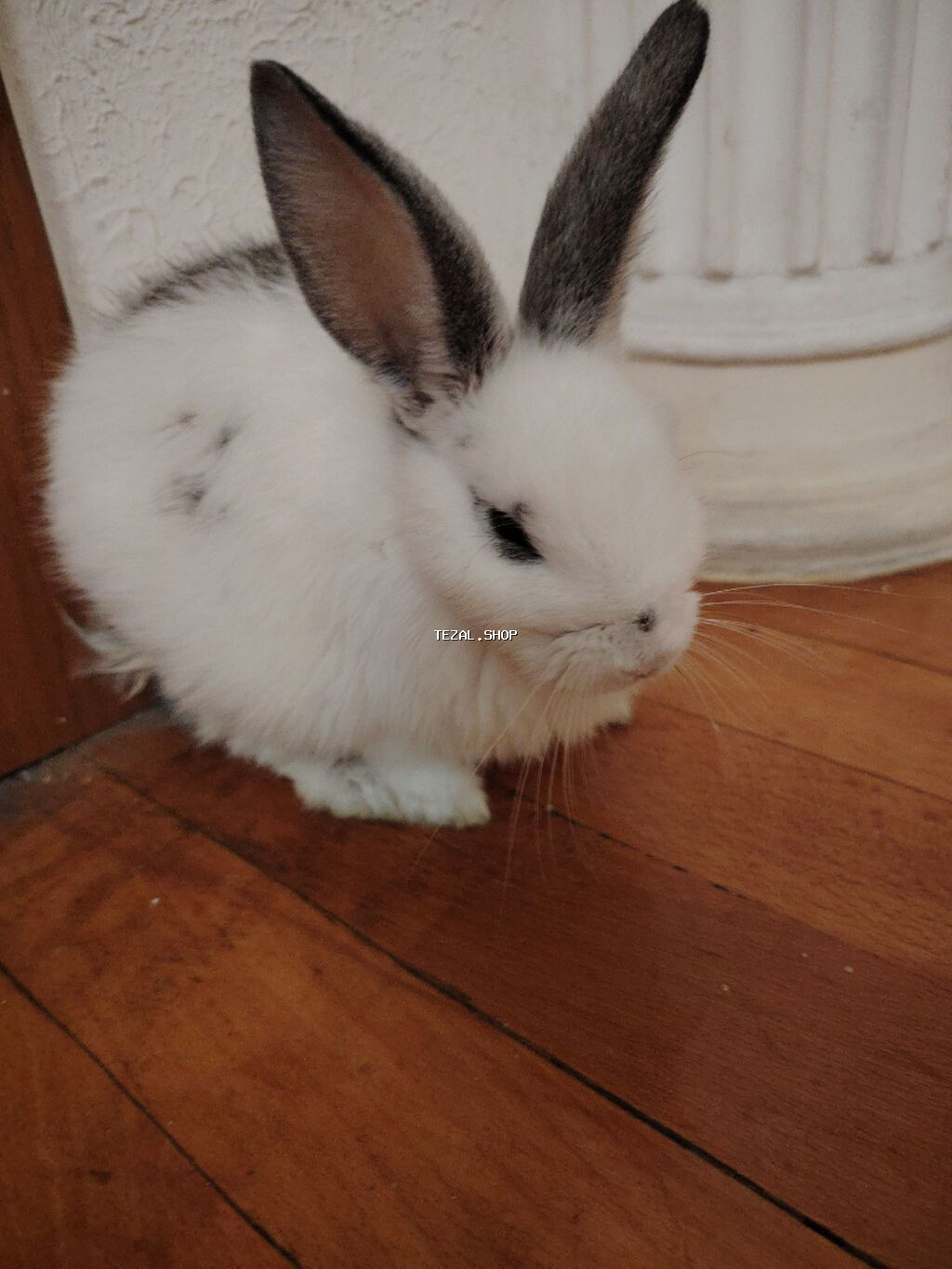 Dovşan satılır. 20 manata. Əlavə hemster yuvası da var az istifadə