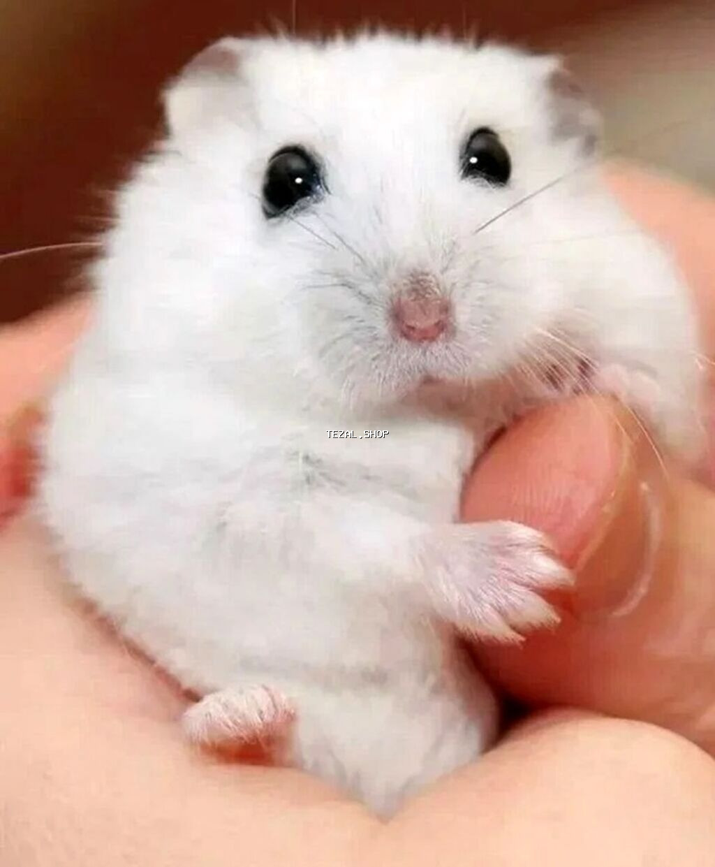 Ağ hamster cunqarik sortu, hədiyyəlik əla seçimdir, ağıllı, təmiz ev