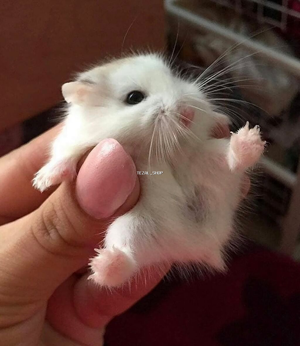 Hamster cunqarik kiçik ölçülü, ağ, boz və qəhvəyi rənglərdə olan tüklü