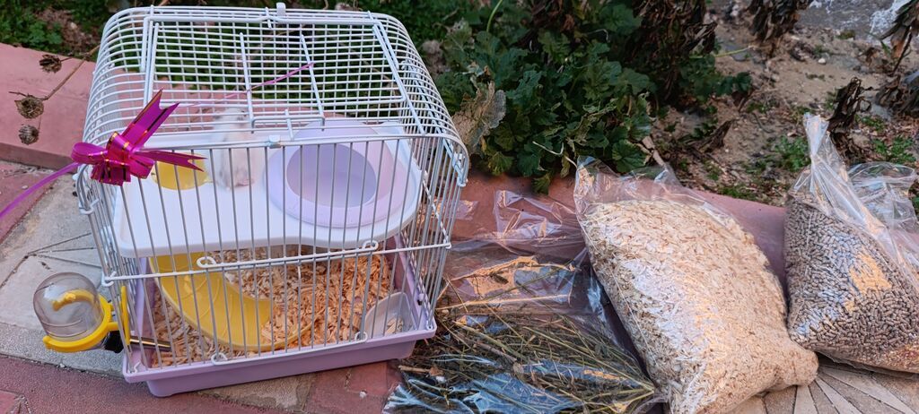 Yeni 2mərtəbəli qəfəs 2xomyak ağ və boz🐭 qəfəsin içində Fırlanan çarxı