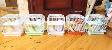 Yeni 2mərtəbəli qəfəs 2xomyak ağ və boz🐭 qəfəsin içində Fırlanan çarxı - şəkil 4