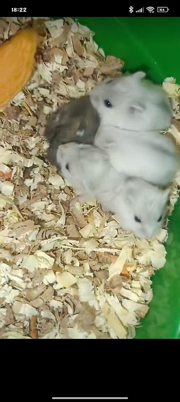 Yeni 2mərtəbəli qəfəs 2xomyak ağ və boz🐭 qəfəsin içində Fırlanan çarxı - şəkil 3