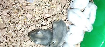 Yeni 2mərtəbəli qəfəs 2xomyak ağ və boz🐭 qəfəsin içində Fırlanan çarxı - şəkil 5