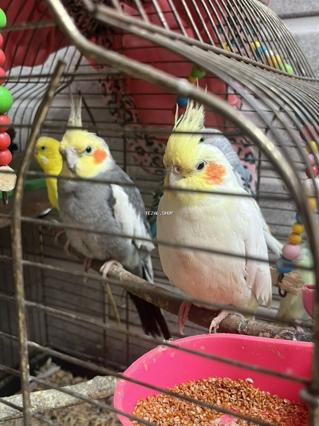 Məhsul: 1 dişi,1 erkək Korellaj və papuqaylar var. Korellanın 1 i