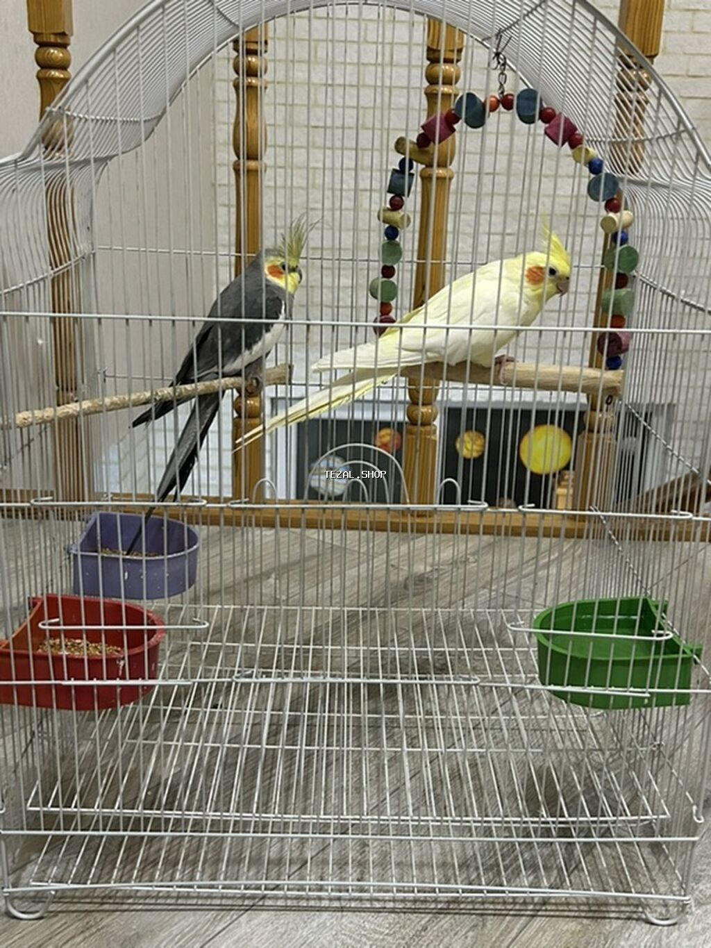 2 korella satılır, qəfəslə və bütün əşyalarıyla birgə 80 manat son