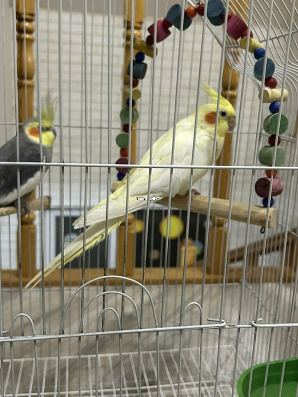 2 korella satılır, qəfəslə və bütün əşyalarıyla birgə 80 manat son - şəkil 2